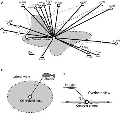 Maternal Care-Providing Cichlid Neolamprologus furcifer Selectively Focuses on High-Threat Carnivorous Intruders, Limiting Attention to Other Threats